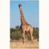 Tableau Girafe